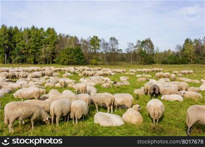 sheep on green grass. Sheeps in a meadow