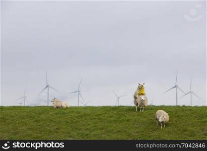 sheep on green grassy dike and wind turbines in the background in the north of province groningen near Eemshaven in the netherlands