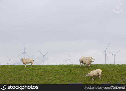 sheep on green grassy dike and wind turbines in the background in the north of province groningen near Eemshaven in the netherlands