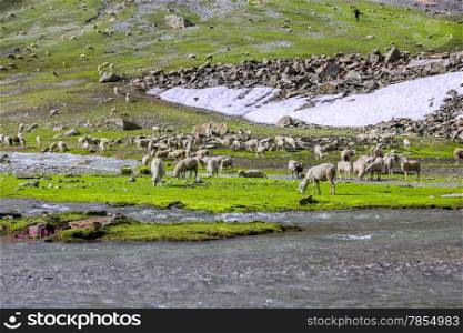 Sheep on hill and Green filed