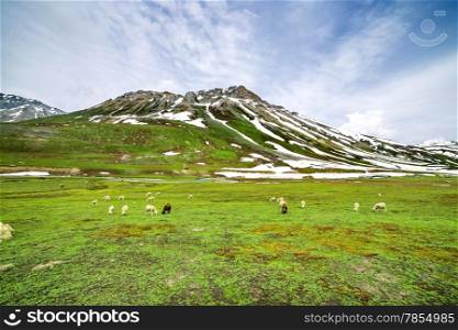 Sheep on hill with Green field
