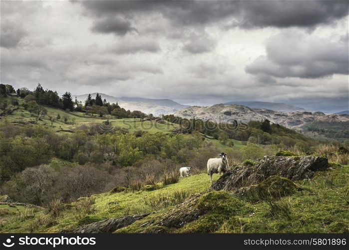 Sheep on hillside landscape in Lake District in England on stormy day