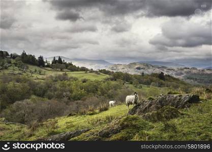 Sheep on hillside landscape in Lake District in England on stormy day