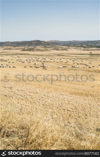 Sheep on pasture. Landscape view