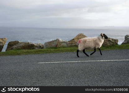 Sheep on road in Achill Island, County Mayo, Ireland