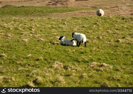Sheep on the isle of Islay