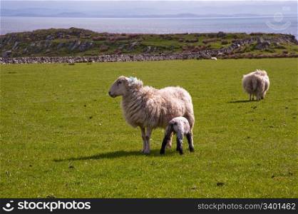 Sheep on the isle of Islay, Scotland