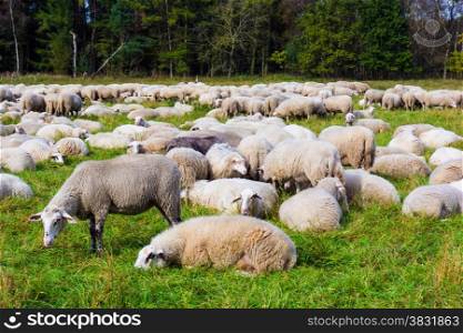 sheep on the meadow. Sheep graze in the meadow. Herd of sheep