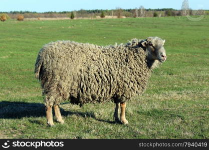 sheep on the pasture. sheep on the green grass of pasture in the spring