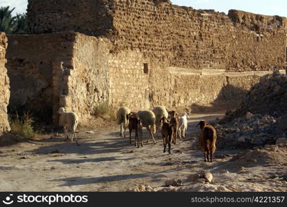 Sheep on the road and ruins of Kebili, Tunisia