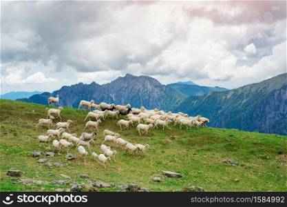 Sheep run on green pastures of Italian alps