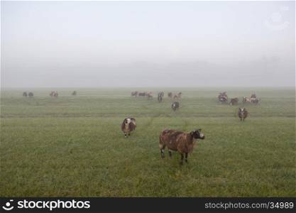 sheep stand and graze in early morning misty meadow in holland