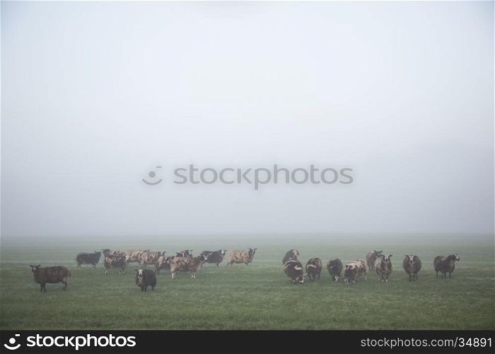 sheep stand and graze in early morning misty meadow in holland in cool light