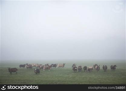 sheep stand and graze in early morning misty meadow in holland in cool light