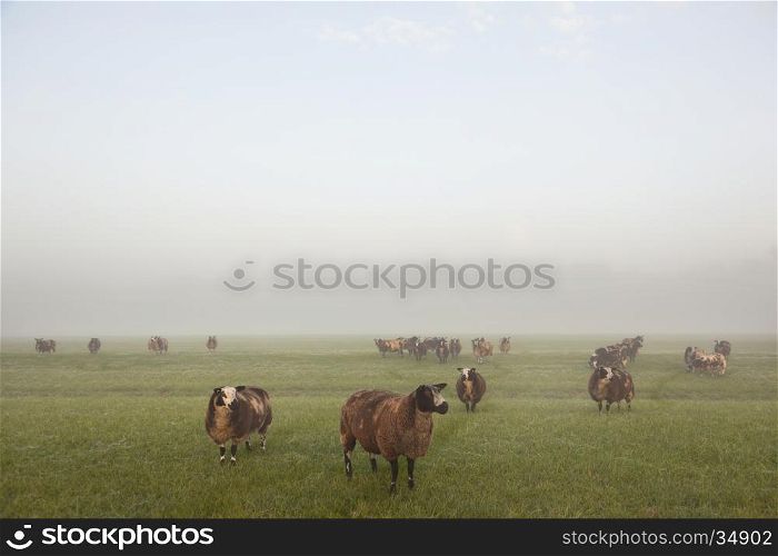 sheep stand and graze in early morning misty meadow in holland in warm light