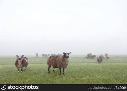sheep stand and graze in early morning misty meadow in holland in warm light