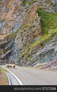Sheep Walking along the Road in the Cantabrian Mountain, Spain