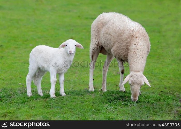 Sheep with her calf grazing on a green meadow