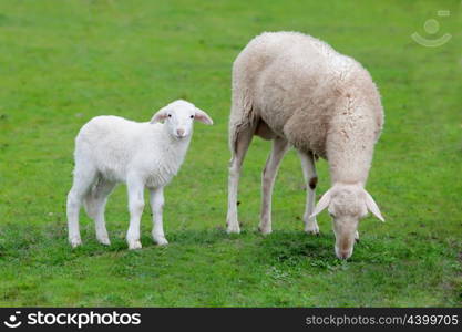 Sheep with her calf grazing on a green meadow