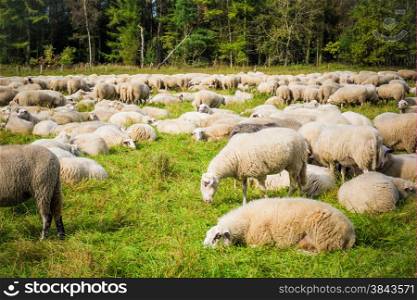 Sheep with lambs at a pasture. sheep grazing