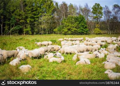 Sheep with lambs at a pasture. sheep grazing
