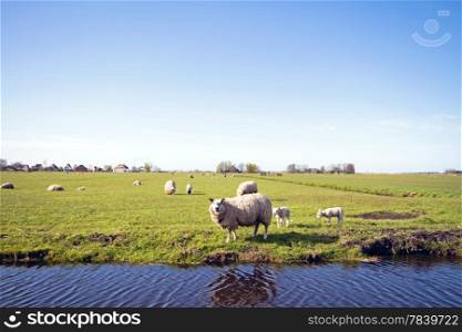 Sheep with lambs in springtime in the countryside from the Netherlands