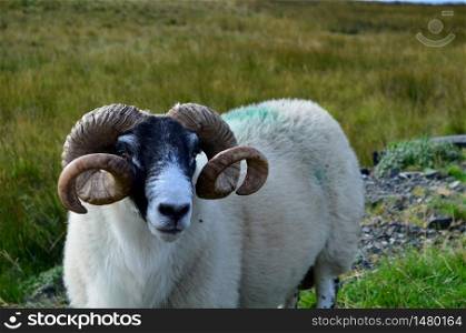 Sheep with large horns in Isle of Skye