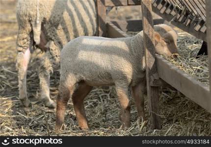 Sheep with small lamb on rural farm