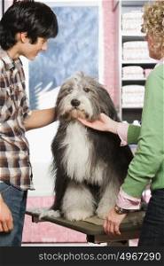 Sheepdog at pet grooming salon