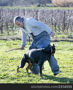 sheepdog from Beauce training in the nature for security