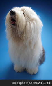 Sheepdog on blue background