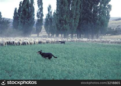 Sheepdogs Herding Sheep