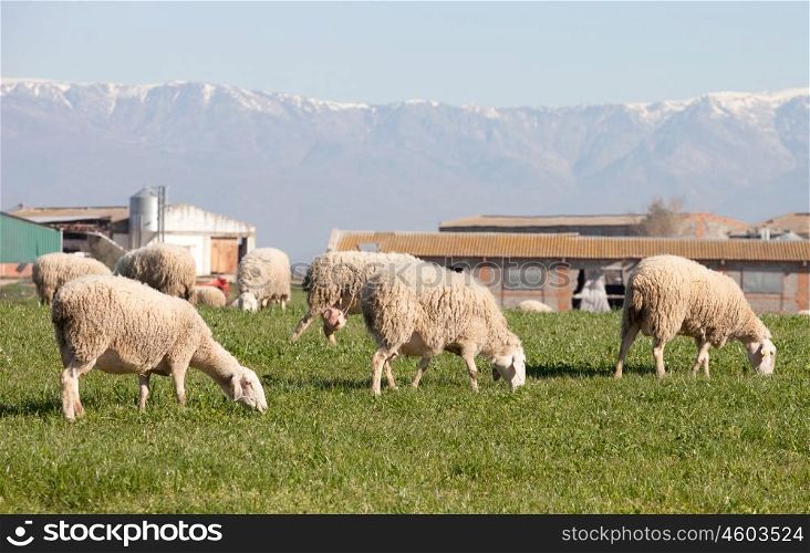 Sheeps grazing in the meadow of Extremadura in Spain