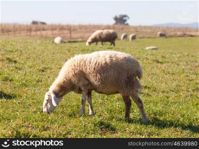 Sheeps grazing in the meadow of Extremadura in Spain
