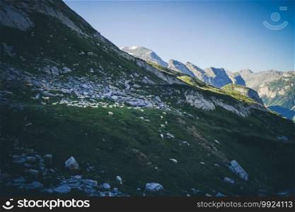 Sheeps in alpine pasture, Pralognan la Vanoise, French alps. Sheeps in alpine pasture, French alps