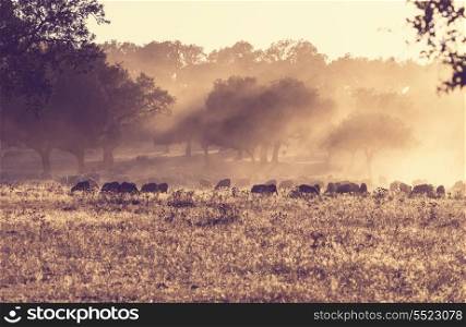 Sheeps in morning meadow