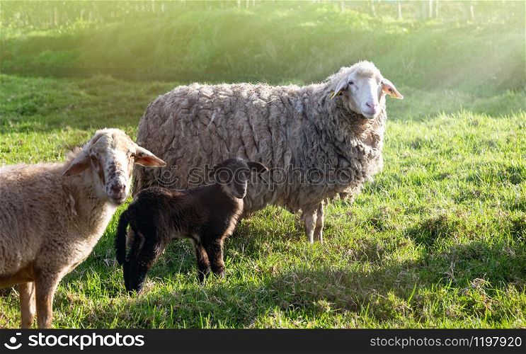 Sheeps in nature on meadow. Farming outdoor.