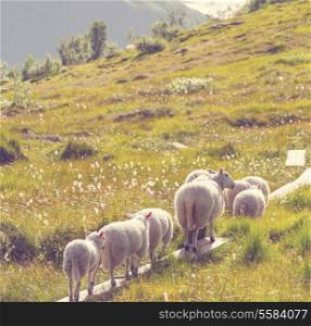 Sheeps in Norway