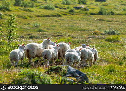 Sheeps in Norway