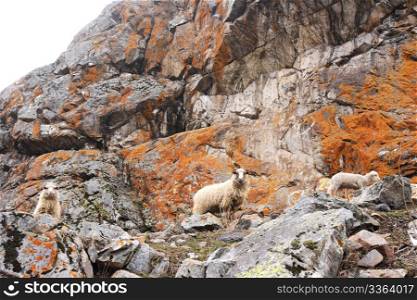 sheeps in the rocky mountains. Caucasus mountains. Russia