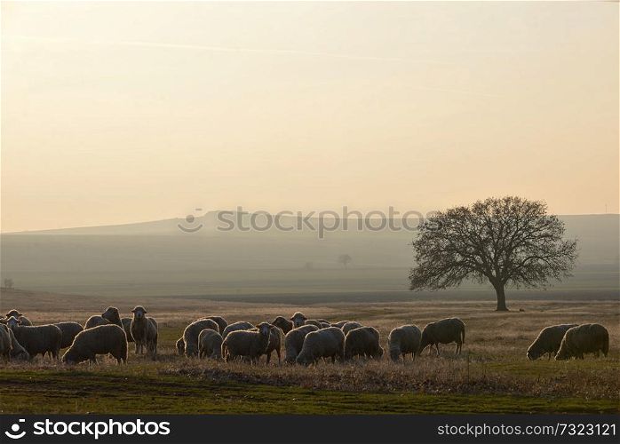 Sheeps near an oak tree in the sunset