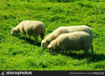 Sheeps on pasture on beautiful mountain meadow in Norway