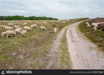 Sheeps on the elspeter heath in Elspeet, Netherlands.