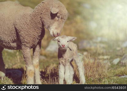 Sheeps. Sheep in mountains