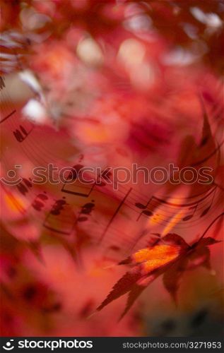 Sheet music and Colored leaf