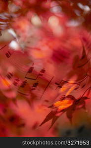 Sheet music and Colored leaf