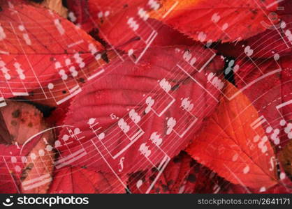 Sheet music and Fallen leaf