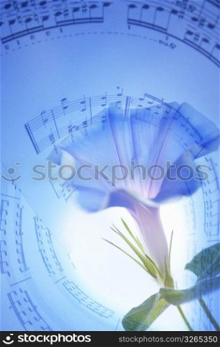 Sheet of music and Morning glory