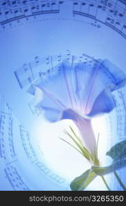 Sheet of music and Morning glory