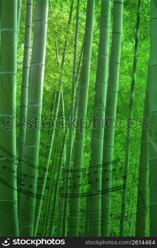 Sheet of music,Score, Bamboo tree